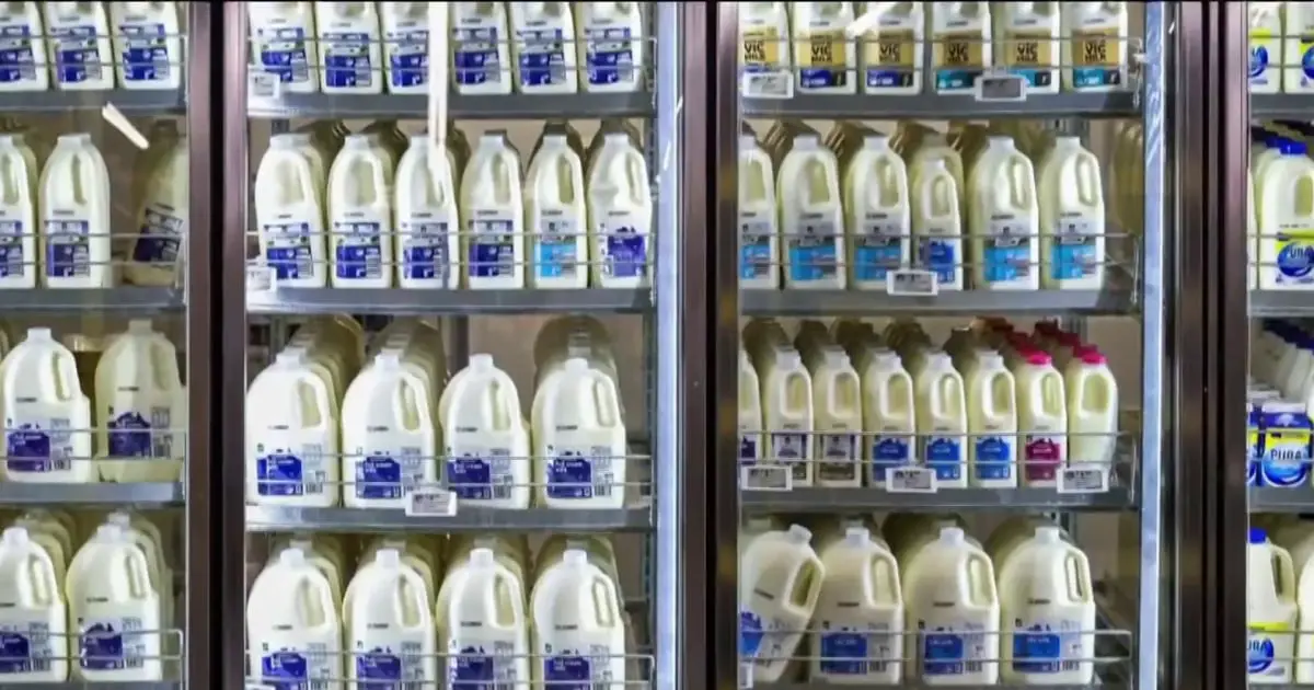 FDA testing dairy cows for bird flu after fragments found in pasteurized milk