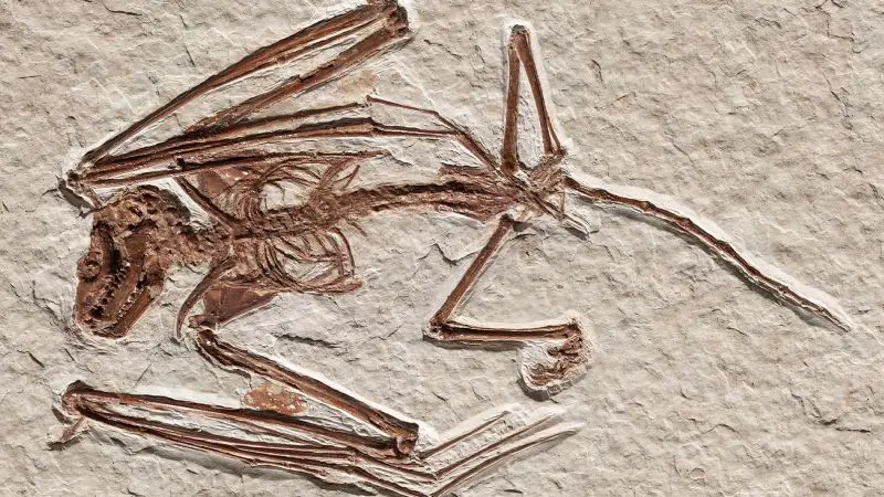 Bats are an evolutionary mystery. This fossil could fill in a piece of the puzzle