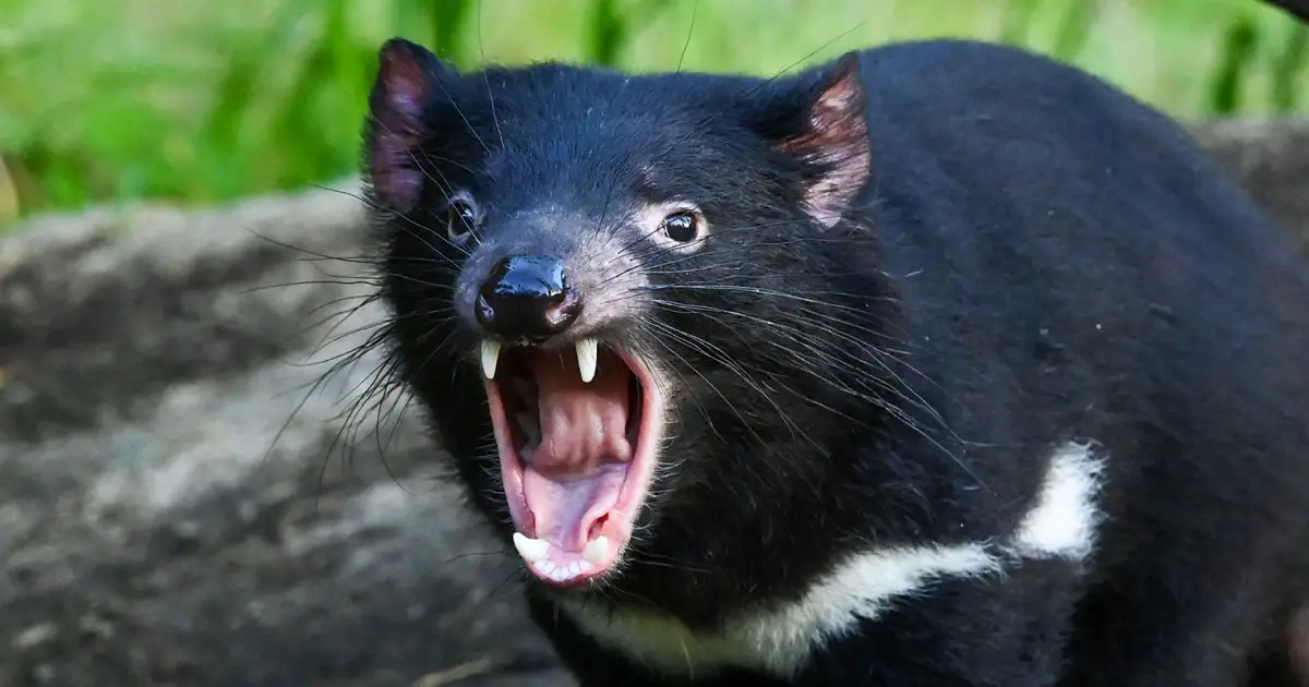 Rare Tasmanian Devil tooth found in Australian gorge