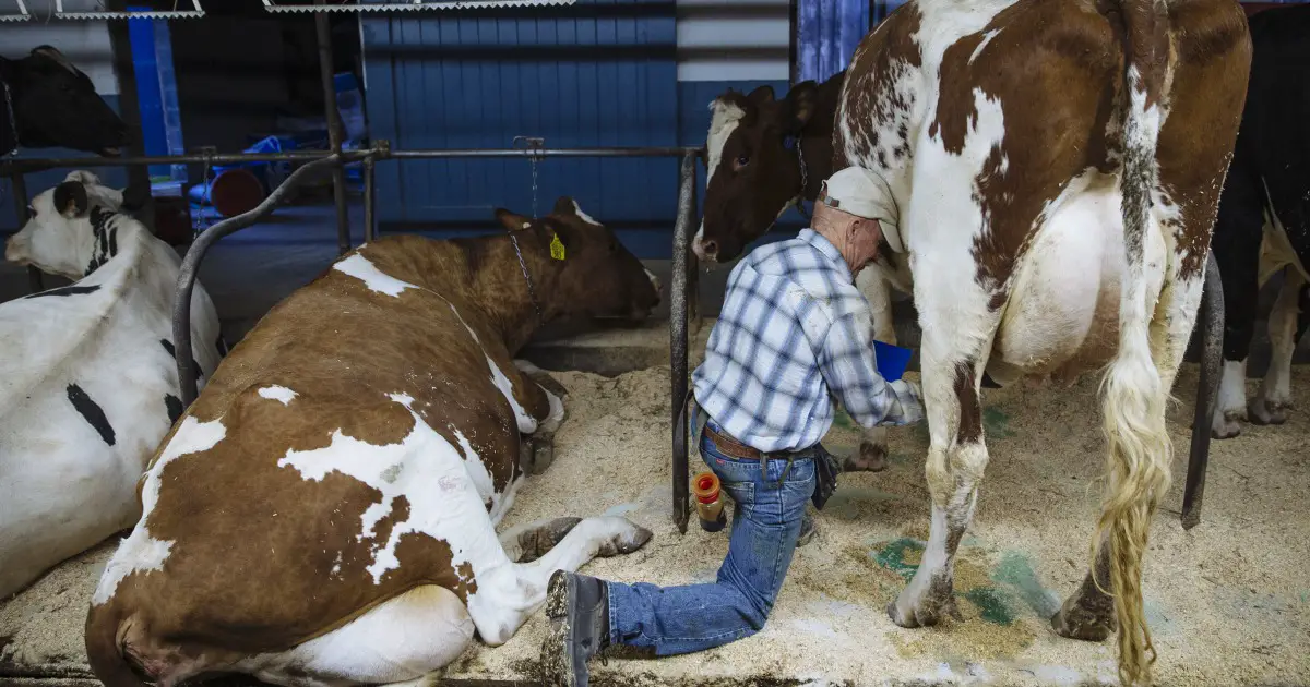 Bird flu cases are likely being missed in dairy workers, experts say