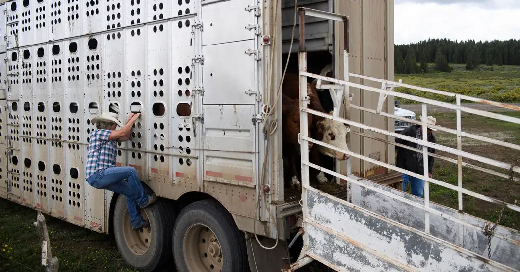 Dairy Cows Transported Between States Must Now Be Tested for Bird Flu