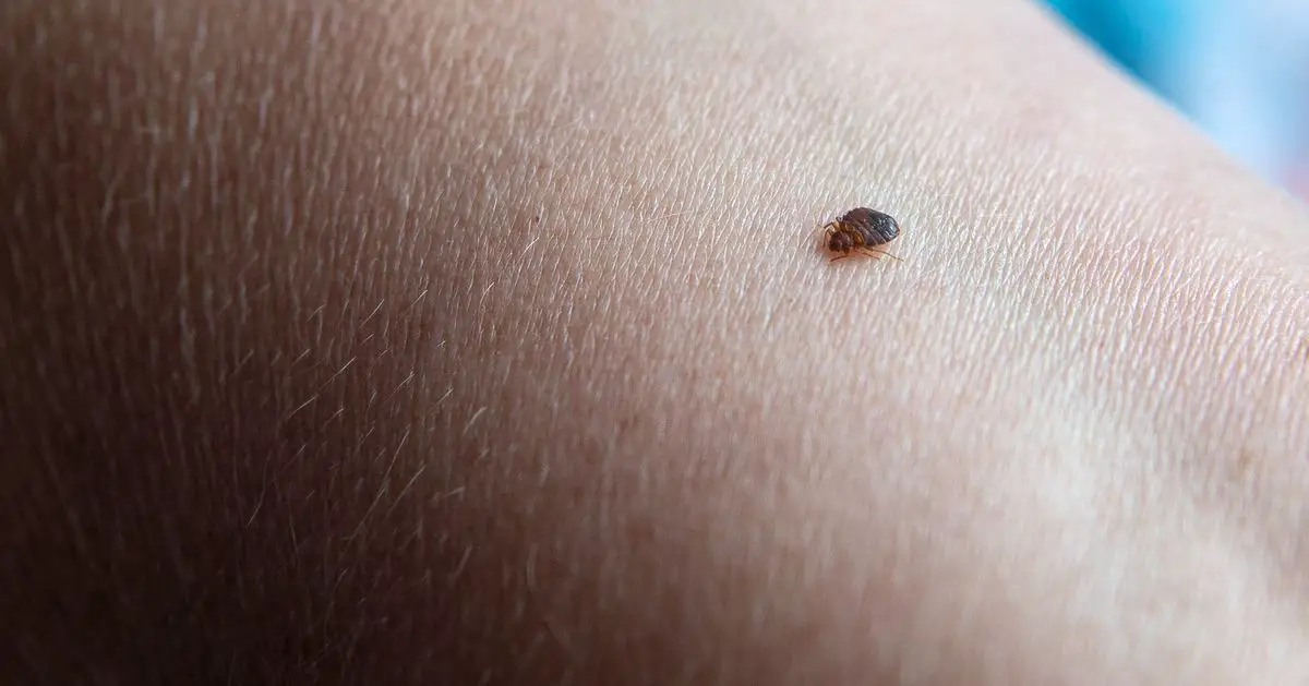 If I Had To Learn This Horrific Bedbug Penis Fact, So Do You