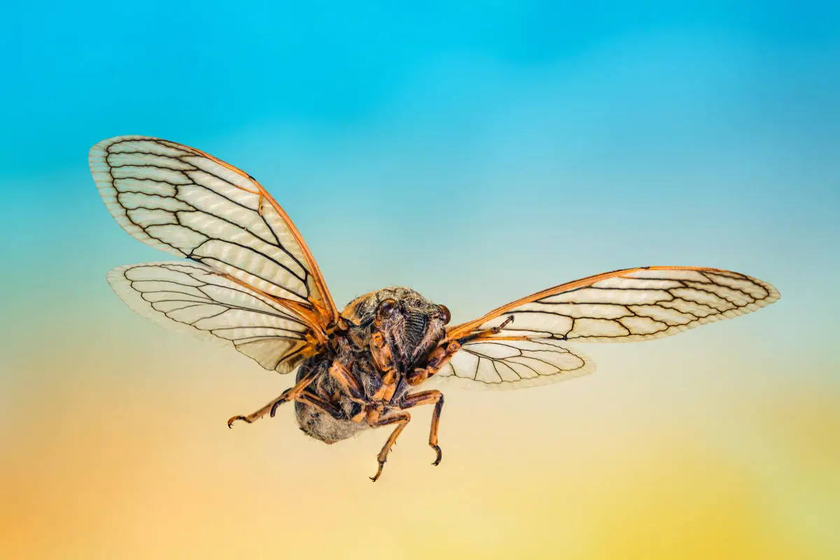 Are you ready for the great cicada emergence of 2024?