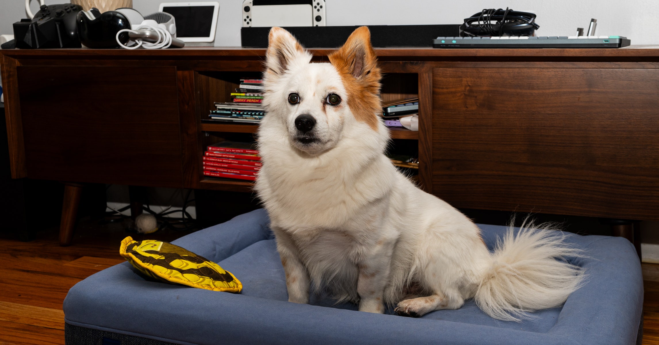 21 Best Dog Accessories (2024): Dog Beds, Pet Cameras, Carriers, and More