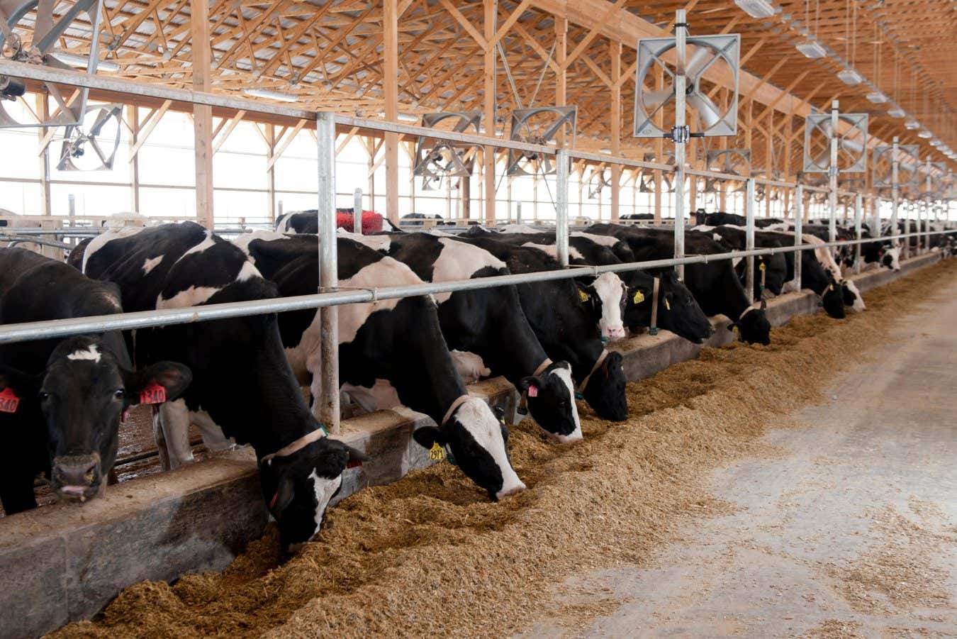 Bird flu detected in US dairy cows – here’s what you need to know