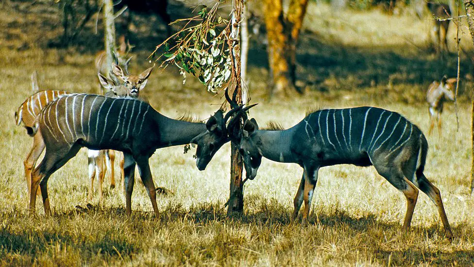 World Bank suspends funding for Ruaha National Park project