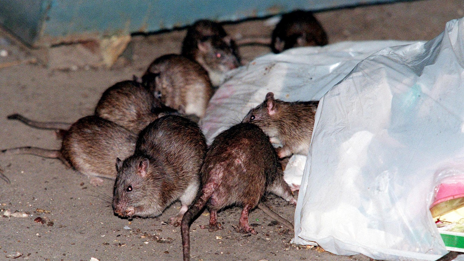 How to get rid of NYC rats without brutality? Birth control is one idea