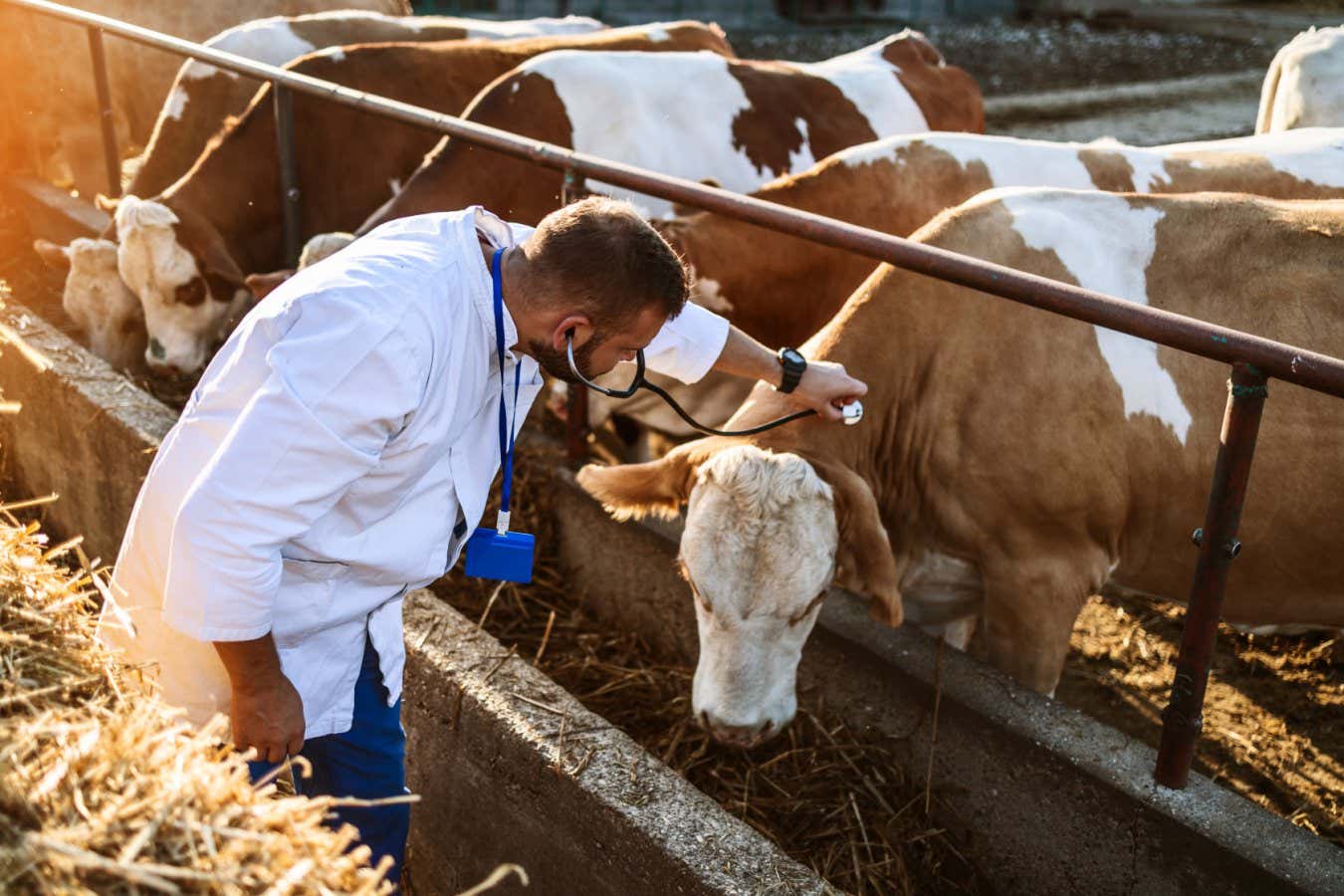 Lack of US bird flu tracking in cows may raise risk of human infection