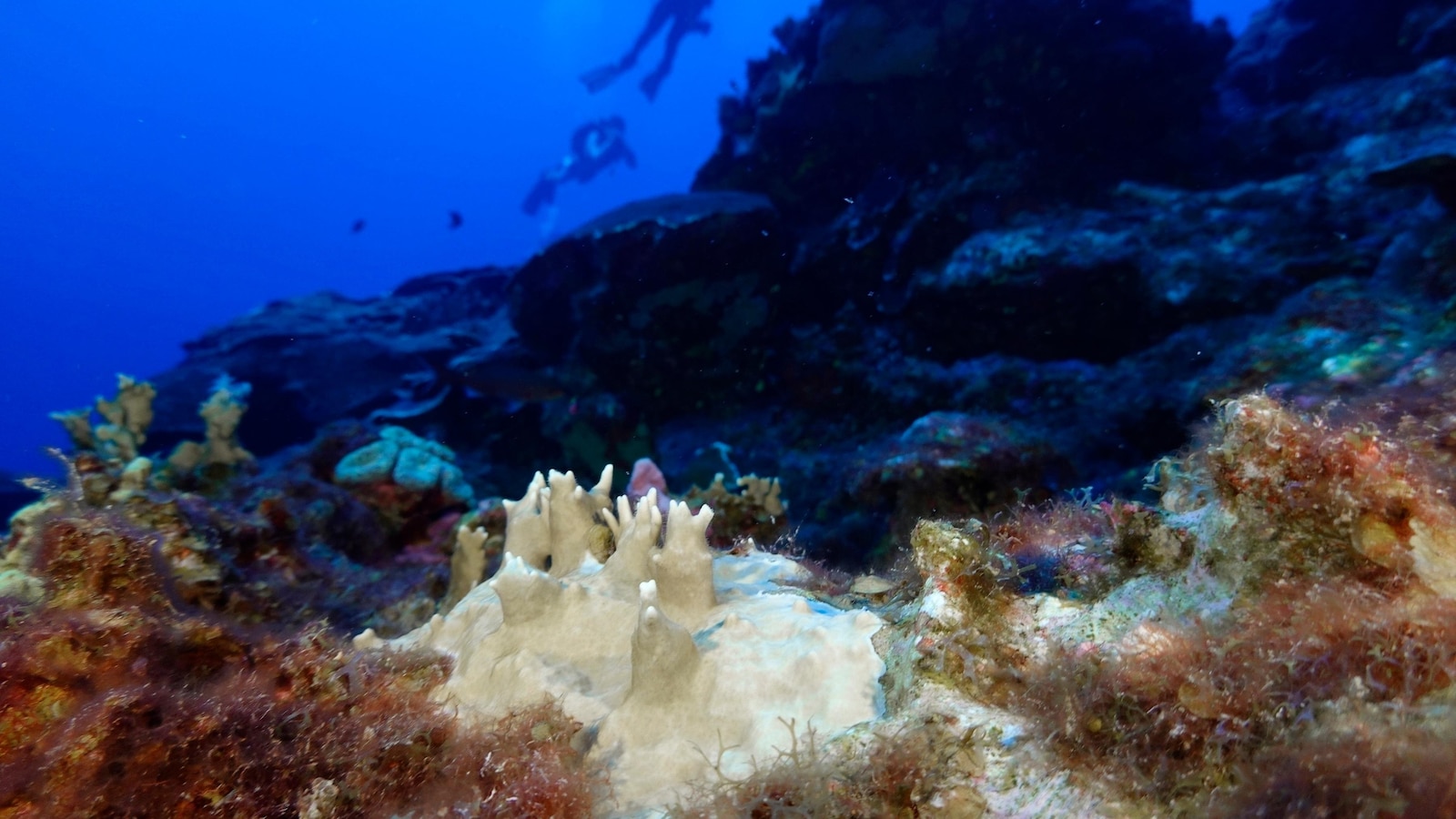 Experts say coral reef bleaching near record level globally because of ‘crazy’ ocean heat