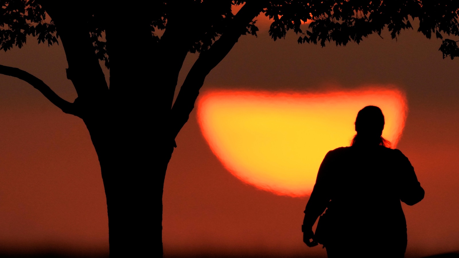 Hot history: Tree rings show that last northern summer was the warmest since year 1