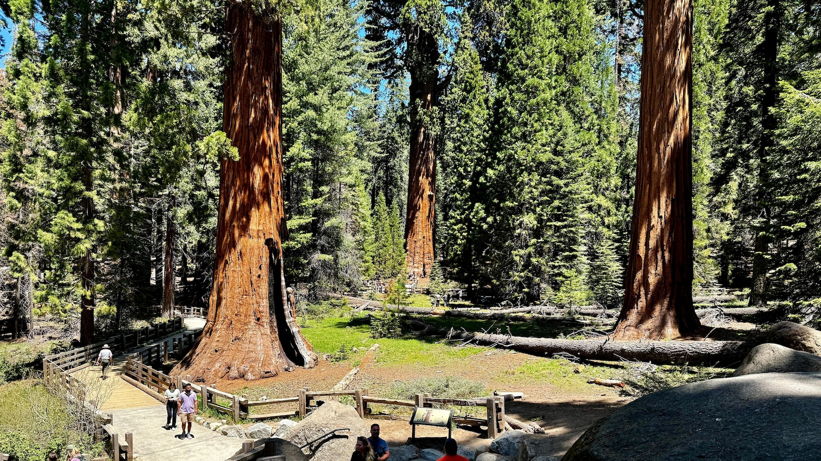 General Sherman passes health check but world’s largest trees face growing climate threats