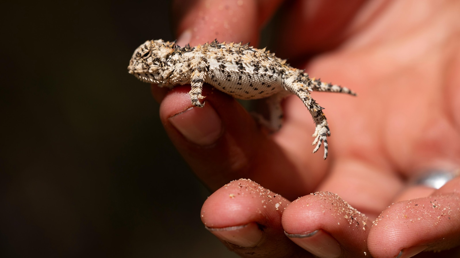 Botanists are scouring the US-Mexico border to document a forgotten ecosystem split by a giant wall