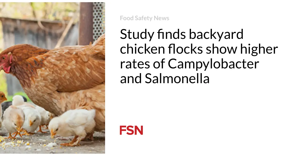 Study finds backyard chicken flocks show higher rates of Campylobacter and Salmonella