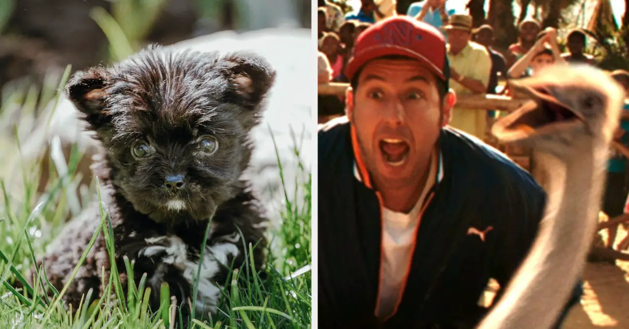 If You Can Get Yourself To Pick 6 And ONLY 6 Puppies, I'll Give You An Adam Sandler Movie Rec