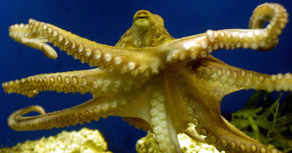 Sorry, What ― Octopuses Don’t Have Tentacles