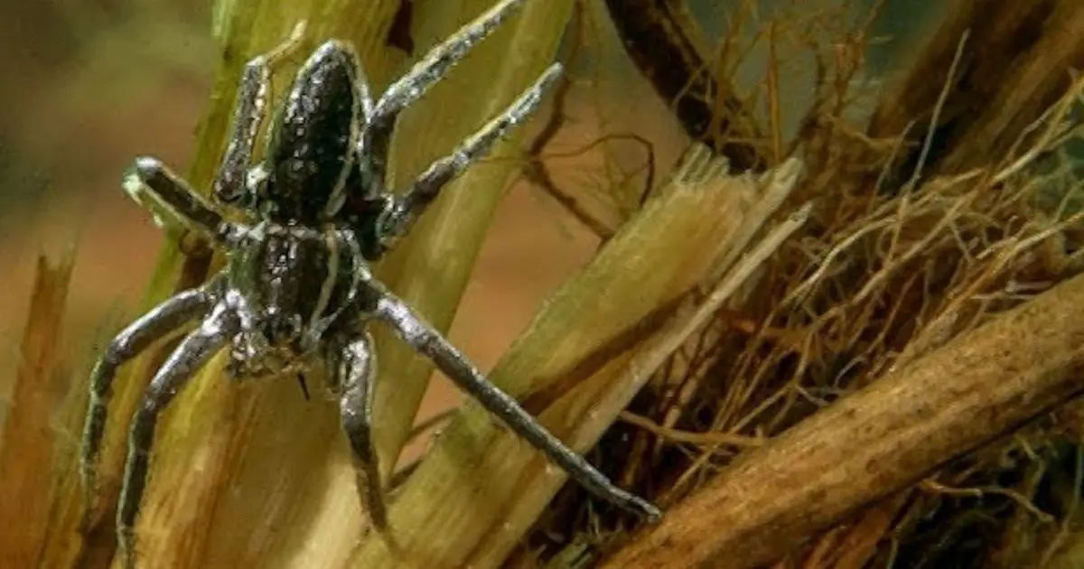 Rat-Sized, Fish-Eating Spiders Are Having A UK Comeback