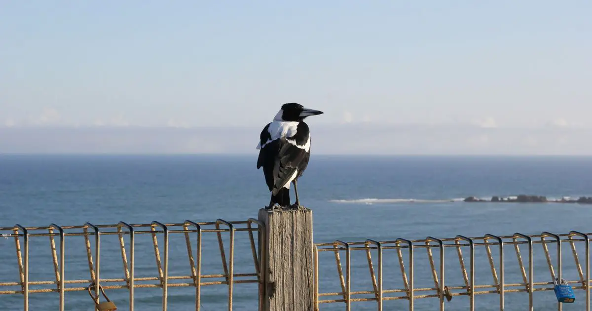 This Is How Australian Magpies Are Like Something From A Horror Film