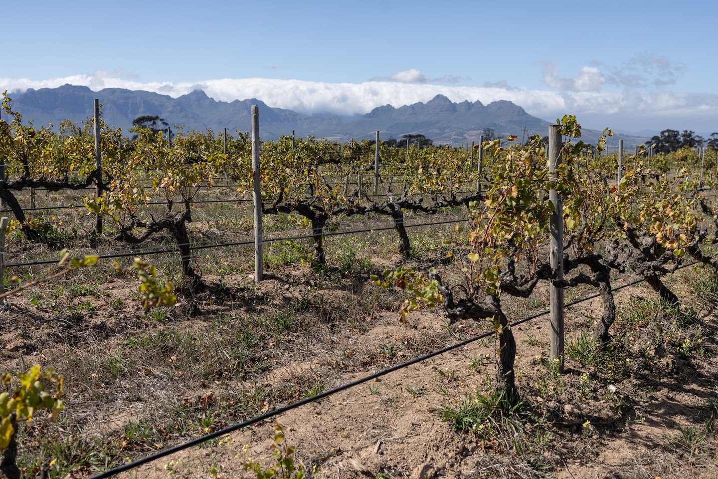 5 things to know about chenin blanc, plus a few recommended bottles