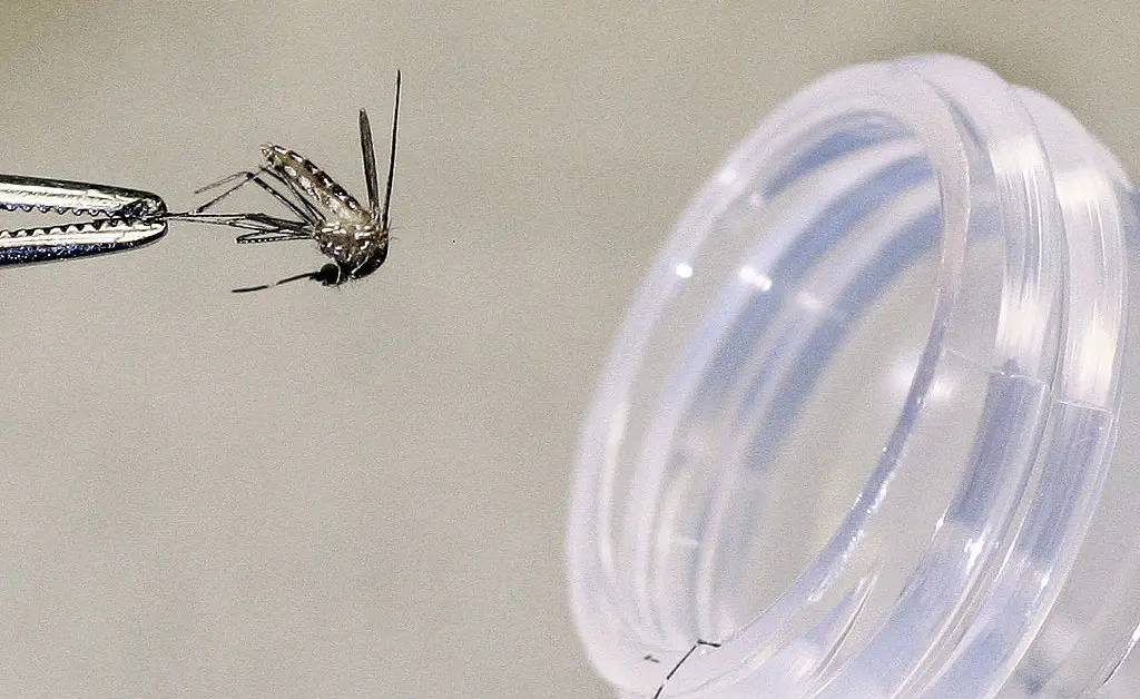 Rare Mosquito-Borne Disease Causes First Death in N.H.