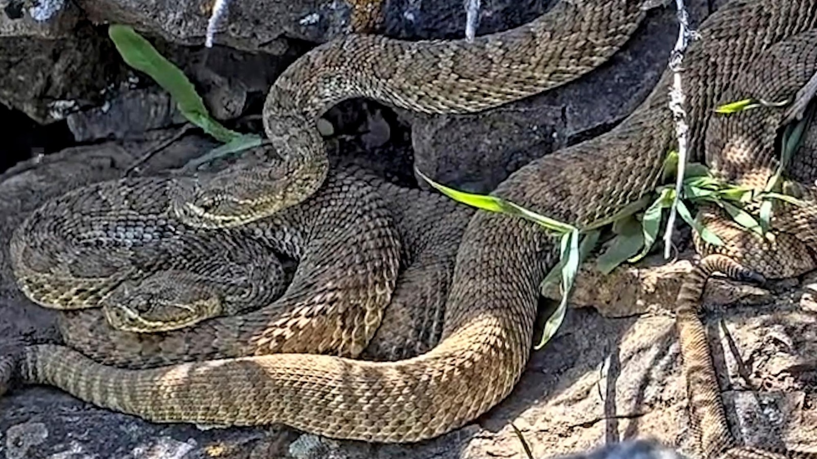 Newborn rattlesnakes at a Colorado ‘mega den’ are making their live debut