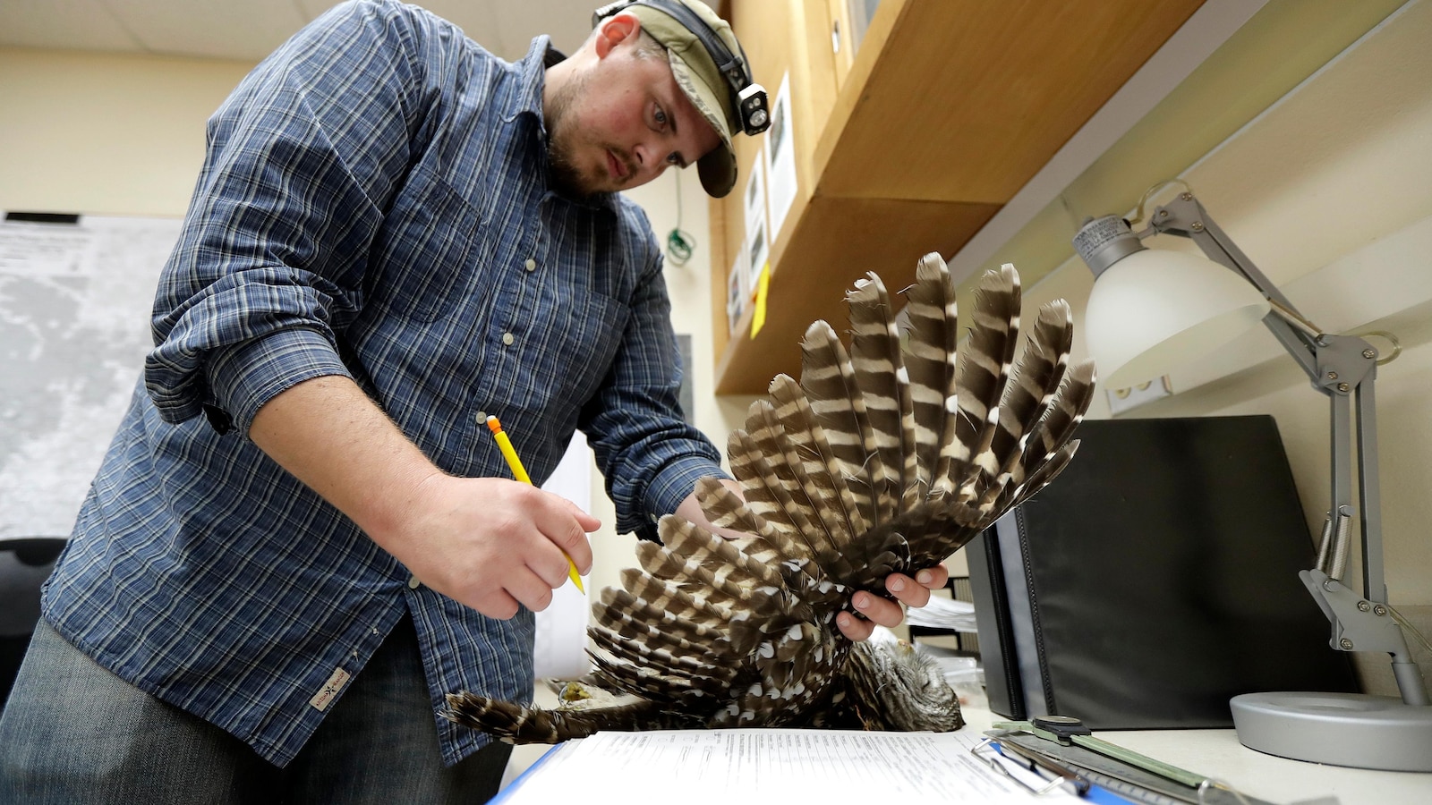 Killings of invasive owls to ramp up on US West Coast in a bid to save native birds