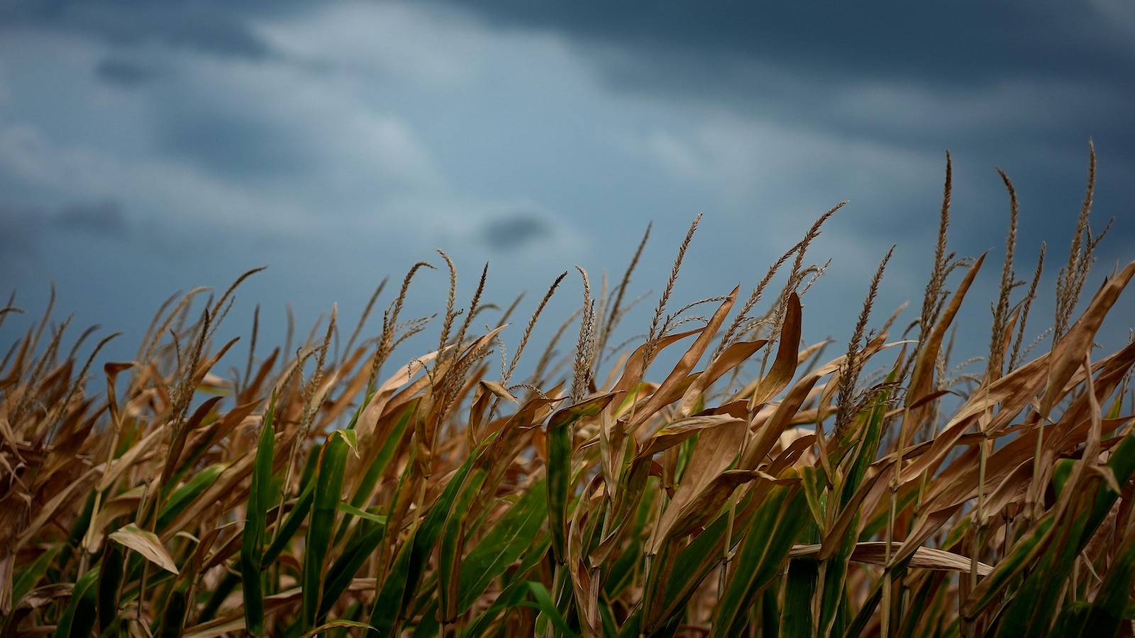 Sweaty corn is making it even more humid