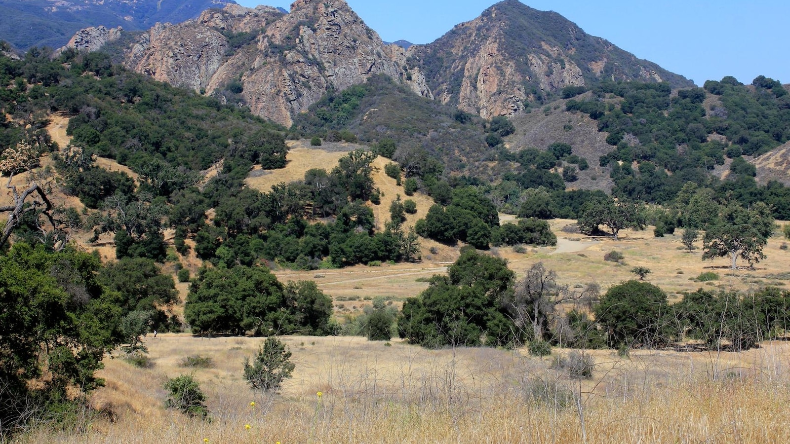 Mountain lion attacks 5-year-old at Southern California park and is euthanized