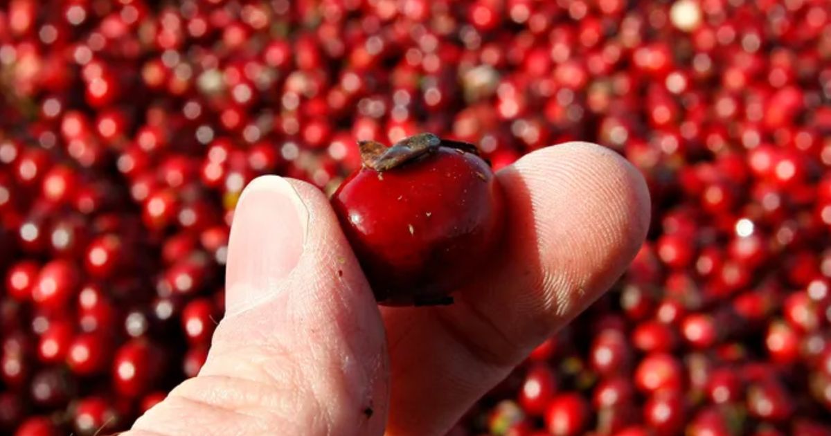 Does Cranberry Juice Really Help To Cure Or Prevent UTIs?