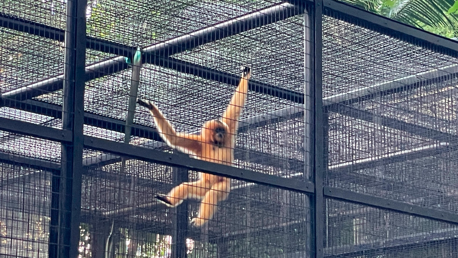 A Hong Kong zoo seeks answers after 9 monkeys die in 2 days