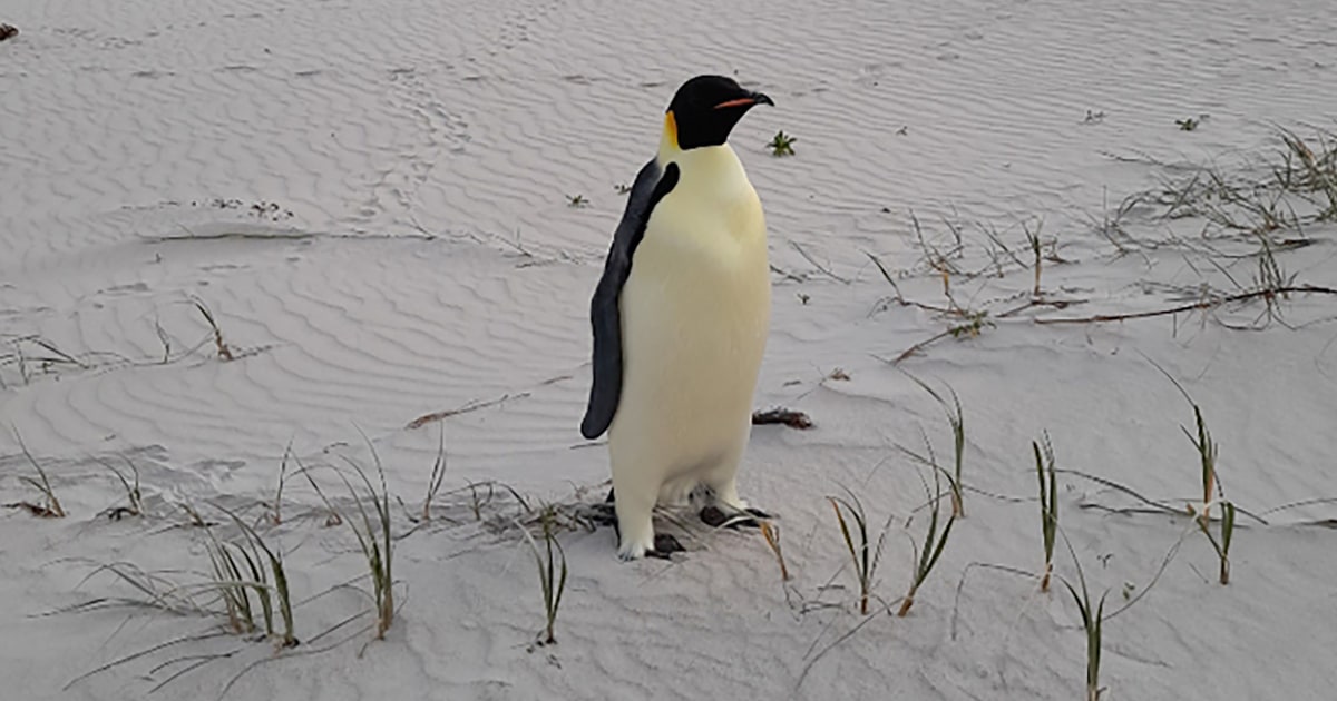 Emperor penguin found malnourished on Australia tourist beach