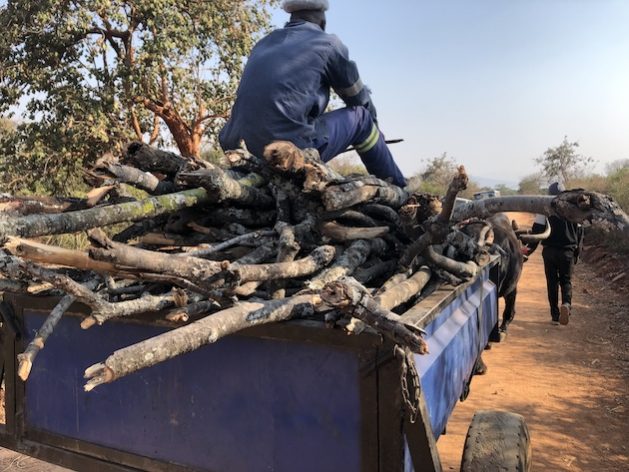 As Forests Felled Wood Shortage Hits Villagers in Zimbabwe — Global Issues