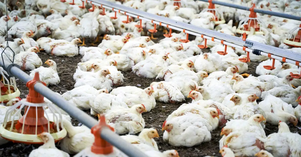 What Are the Symptoms of Bird Flu?