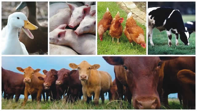 Benue to conduct livestock census to curb clashes