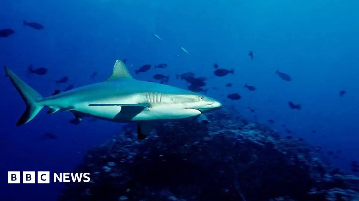 Pastor Luke Walford dies in shark attack on Australia’s Great Barrier Reef