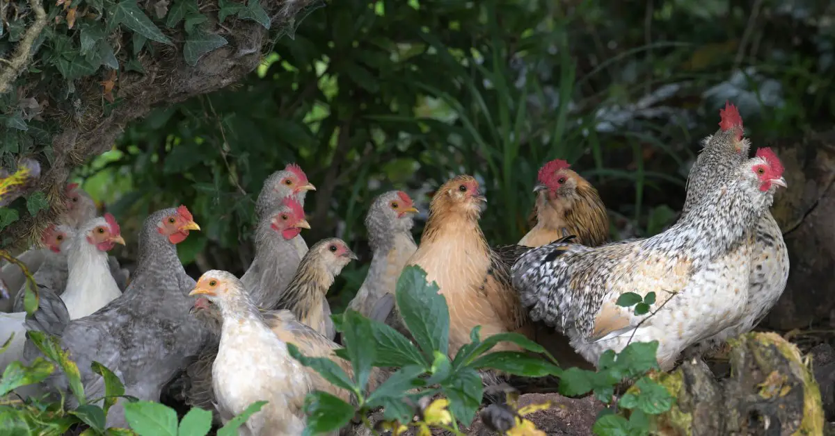 Scientists Are Racing to Develop a New Bird Flu Vaccine